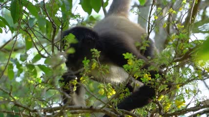 树梢上吃树叶的猴子视频素材