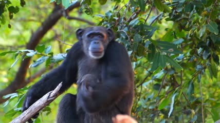 大猩猩生活玩耍视频素材