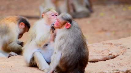 可爱猴子相互梳理毛皮视频素材