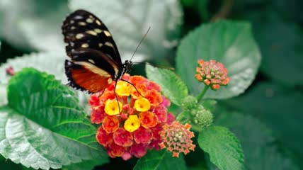 花丛中蝴蝶穿梭视频素材