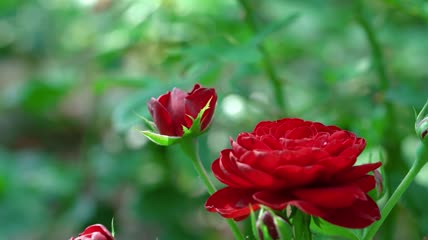 浪漫玫瑰月季视频素材