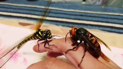 手指上的蜻蜓与黄蜂视频素材