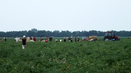 农民在农村收获西红柿实拍视频