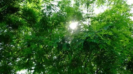 实拍阳光渗透树木照射下来绿树成荫