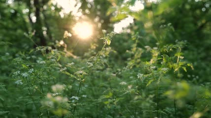 阳光透过森林静谧自然风光视频素材