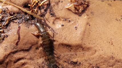 虫子在泥沙中爬行视频素材