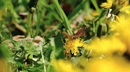 蝴蝶蜜蜂瓢虫停在花蕾上近景拍摄视频素材