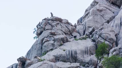 陡峭山壁上山羊2K超清视频素材