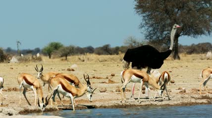非洲池塘边喝水的羚羊视频素材
