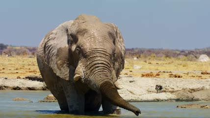 野生动物保护区视大象野牛频素材
