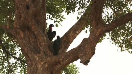 树枝上栖息的小鸟2K视频素材