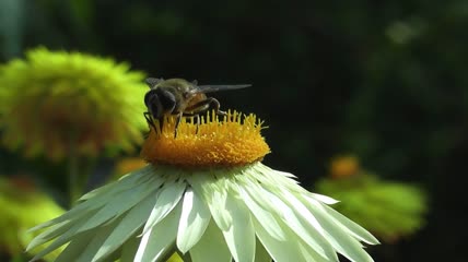 2K唯美自然风光蜜蜂采蜜视频素材