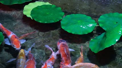 观赏鱼锦鲤荷叶莲花鲤鱼鱼池戏水水池游玩