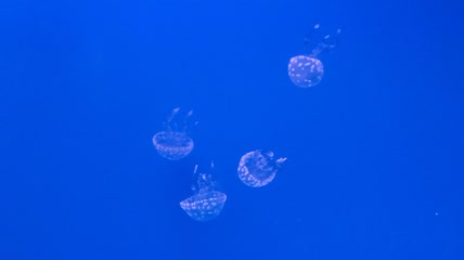 唯美梦幻海底世界海洋生物水母海蜇优美深海