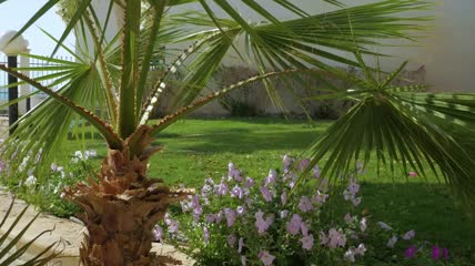棕榈树下的鲜花视频素材