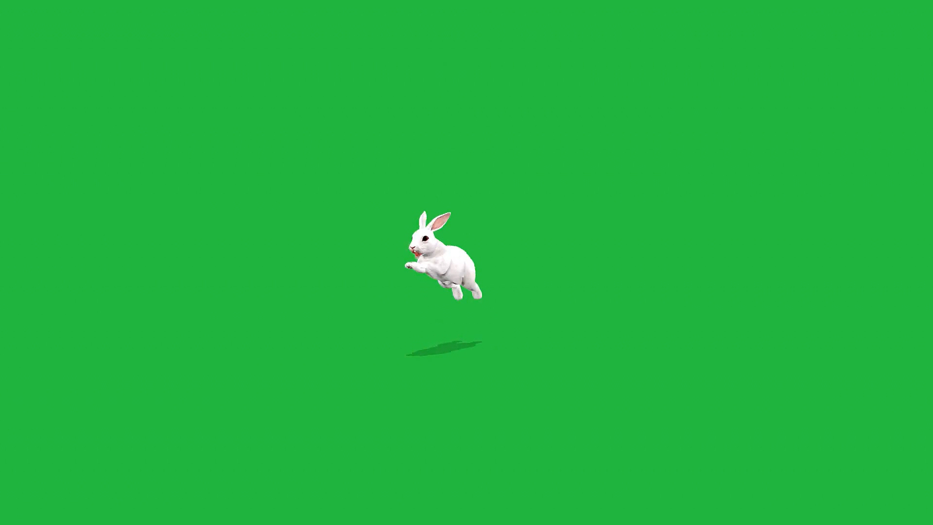 绿屏抠像小白兔