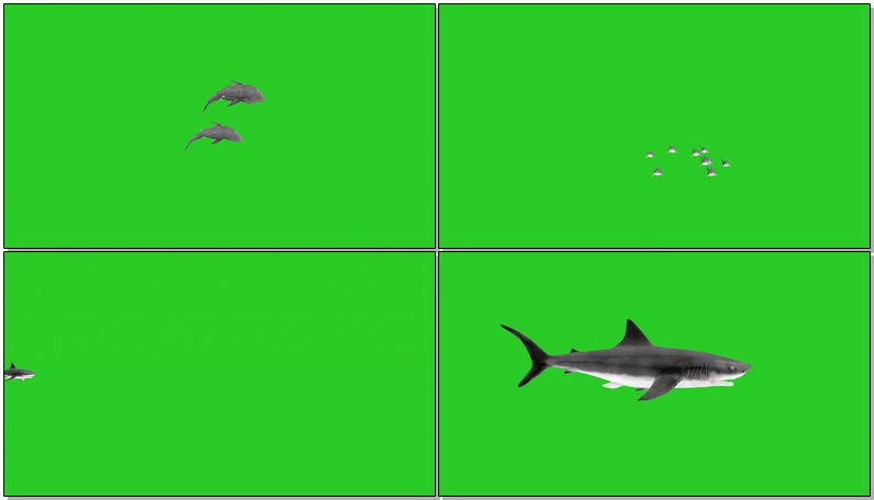 绿屏抠像鲨鱼