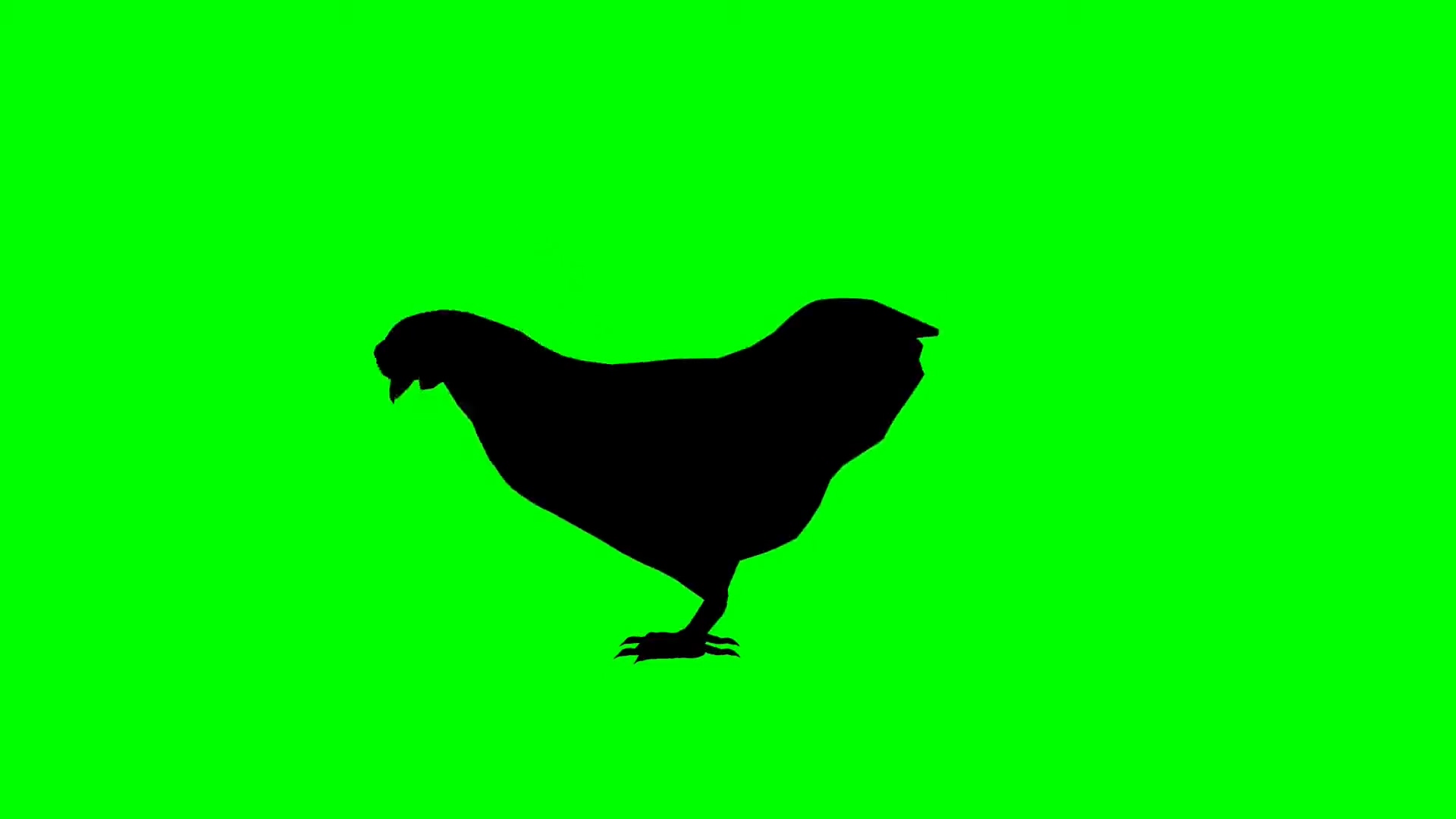 绿屏抠像母鸡剪影