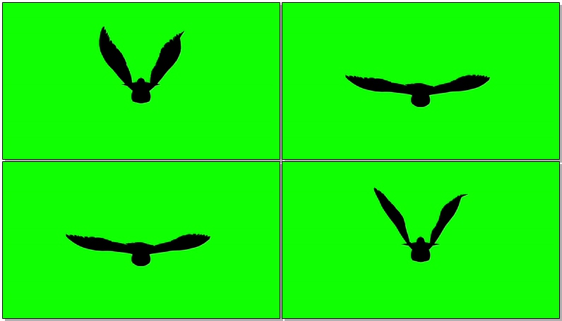 绿屏抠像飞行的鸽子剪影
