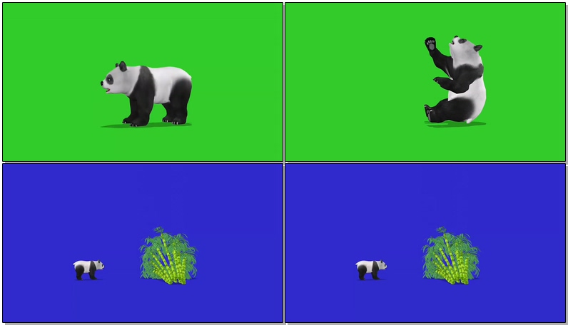 绿屏抠像大熊猫