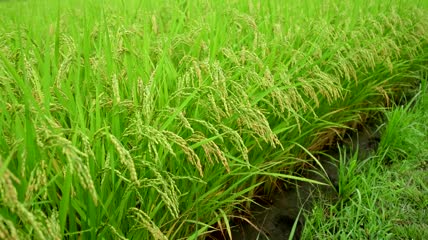 农业丰收稻田稻穗视频素材