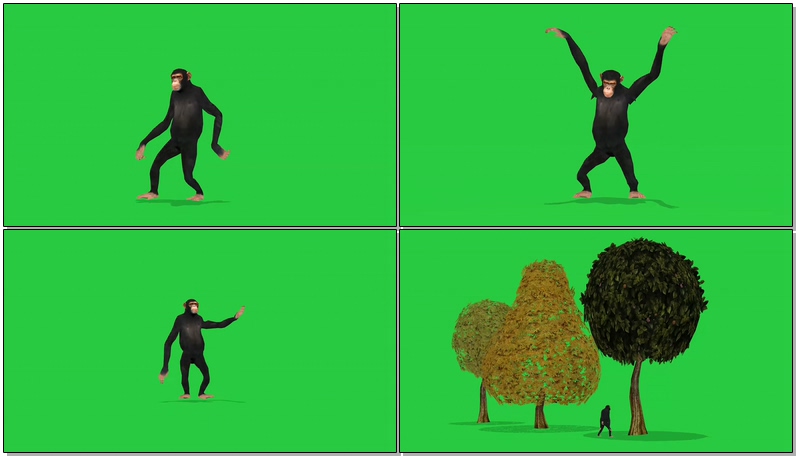绿屏抠像黑猩猩