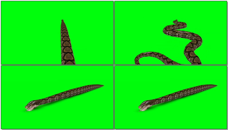 绿屏抠像蟒蛇