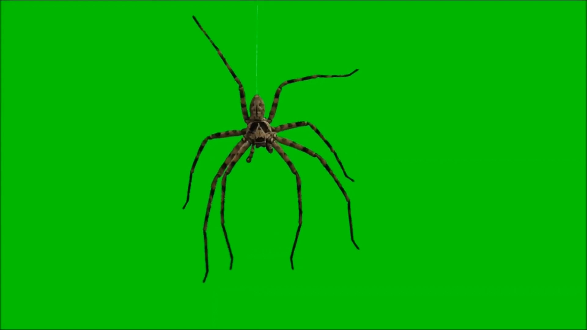 绿屏抠像蜘蛛