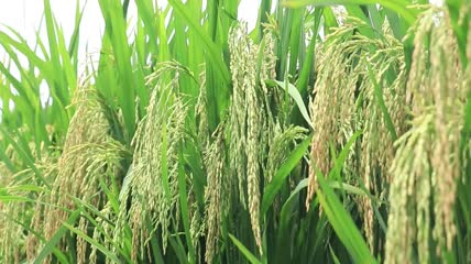 绿油油稻田稻穗视频素材