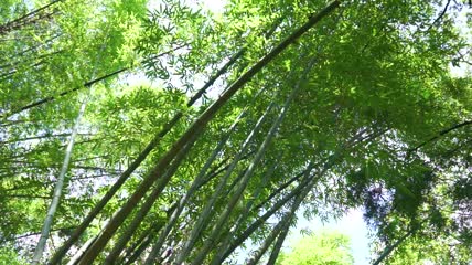 竹林翠绿的竹子视频素材