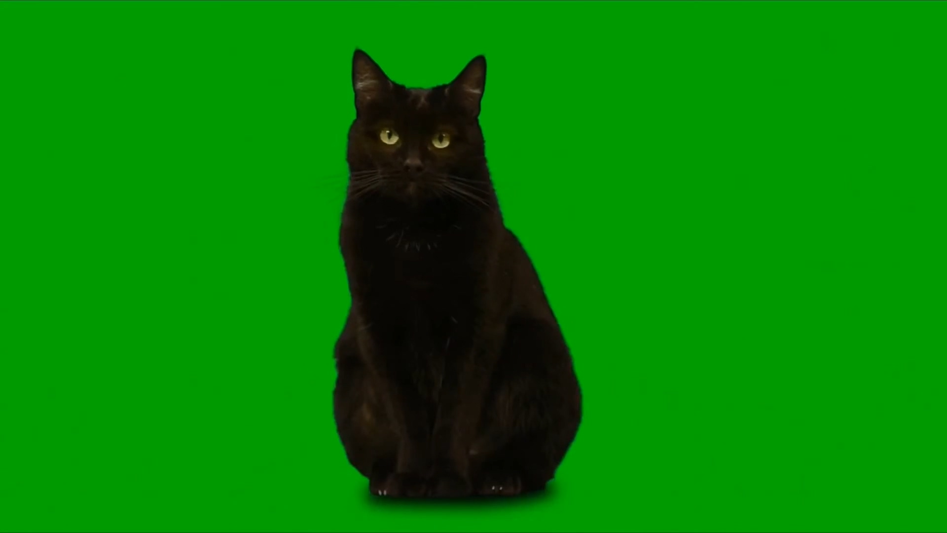 绿屏幕抠像黑猫