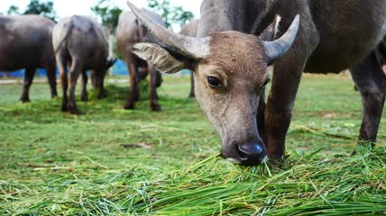 慢动作牛吃草