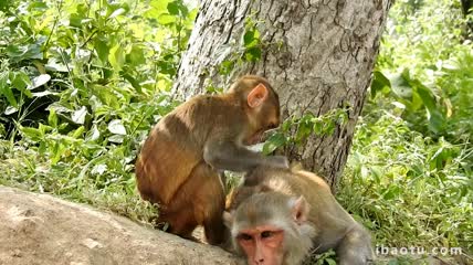 金丝猴猴子野外动物园打闹动物世界
