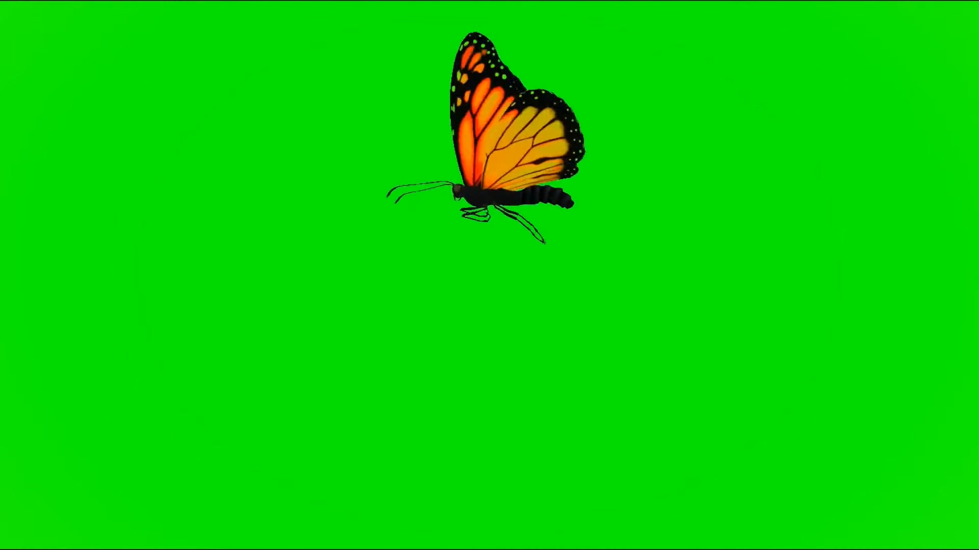绿屏幕抠像蝴蝶