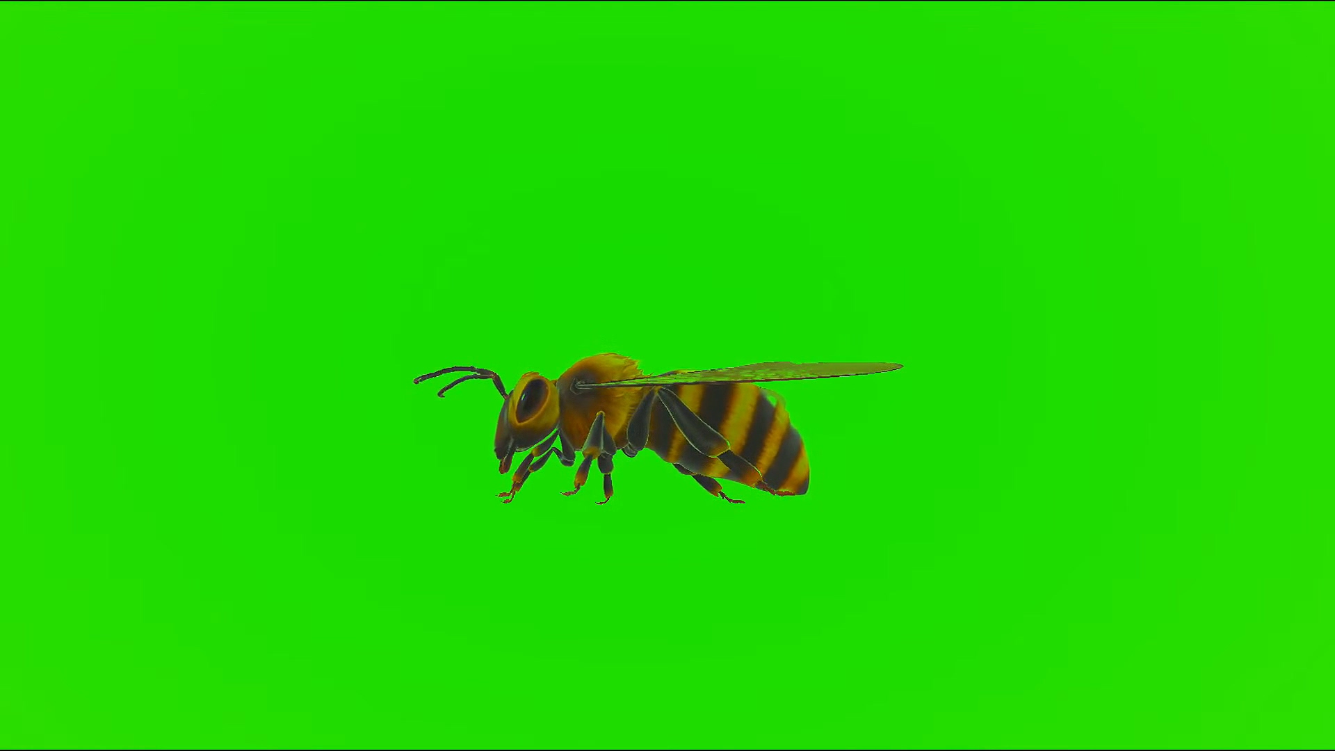 绿屏幕抠像蜜蜂