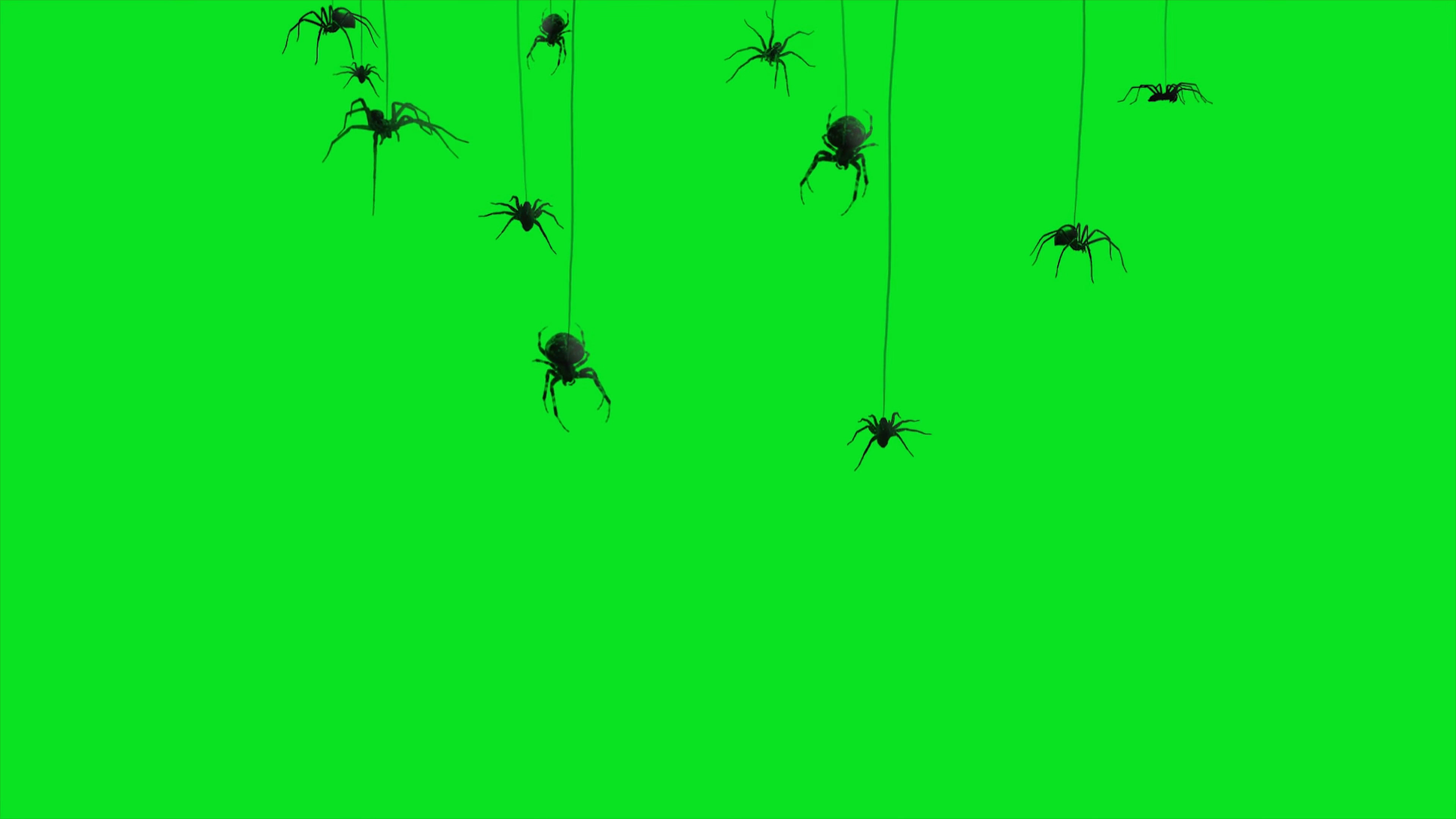 [4K]绿屏幕抠像蜘蛛
