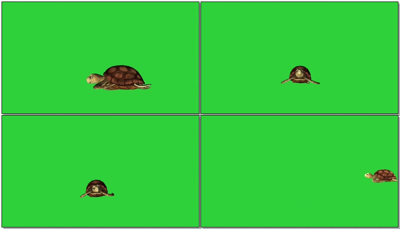 绿屏幕抠像海龟