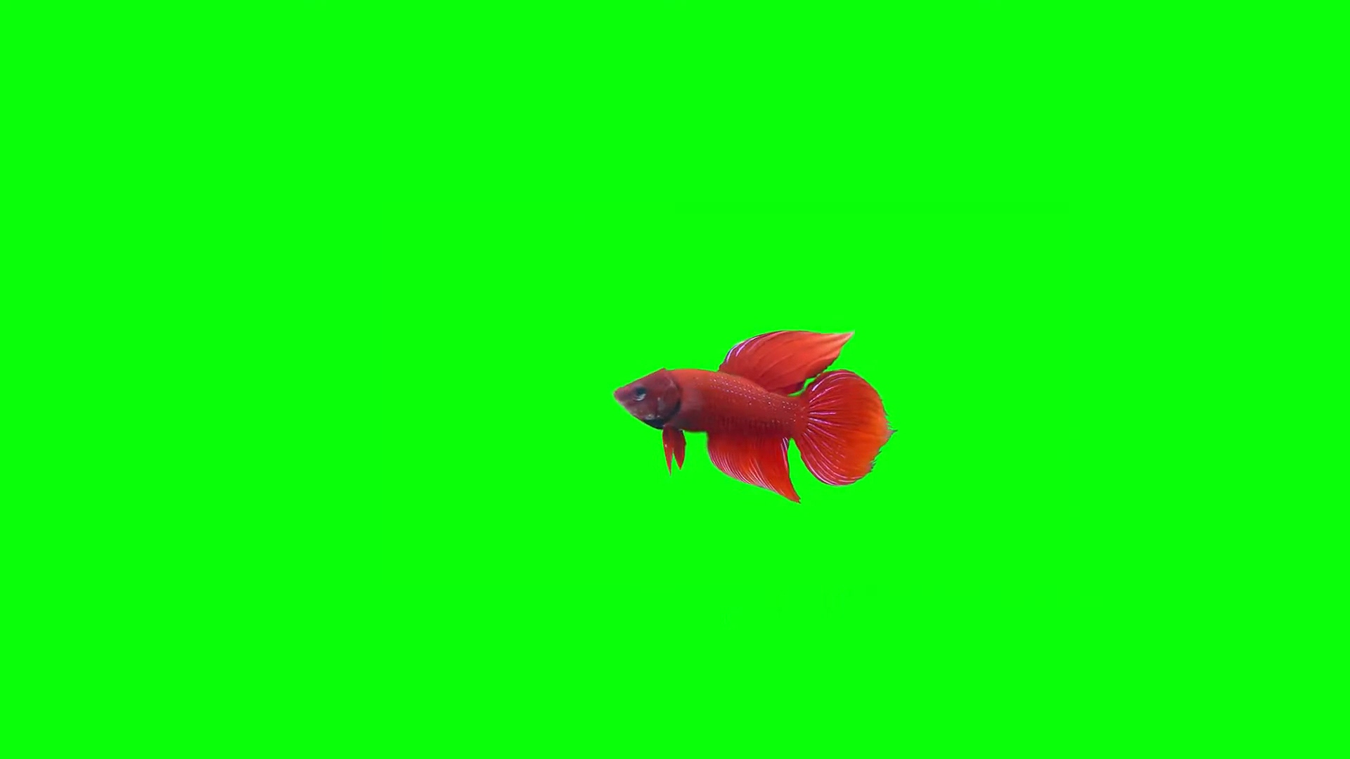 绿屏抠像视频素材金鱼