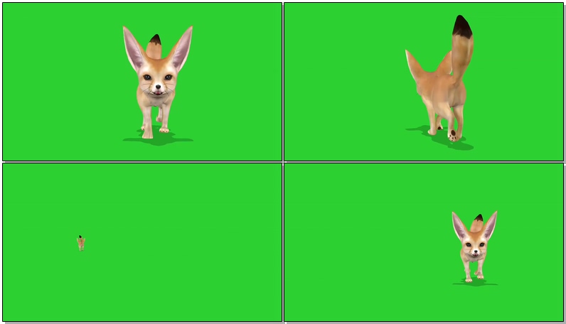 绿屏抠像视频素材狐狸
