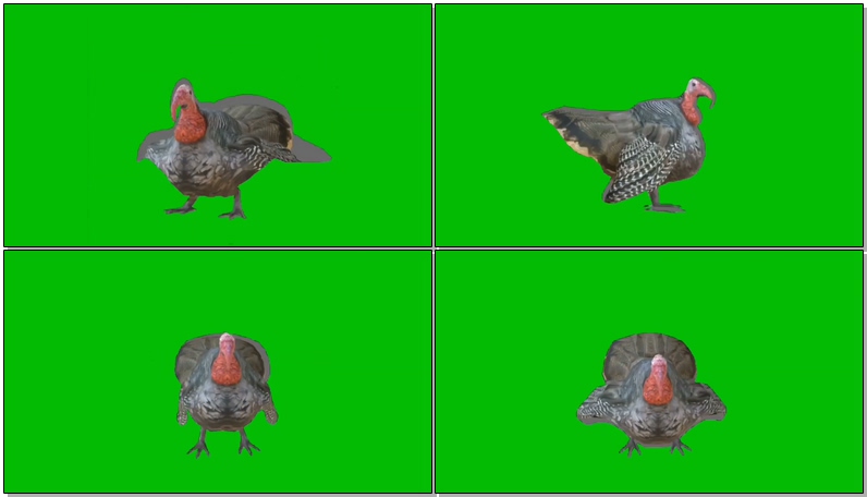 绿幕视频素材土耳其火鸡