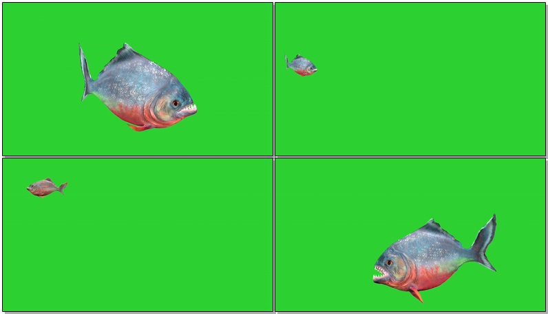 绿幕视频素材食人鱼