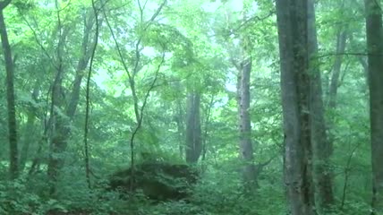 唯美的绿色森林与山间小溪(有音乐)