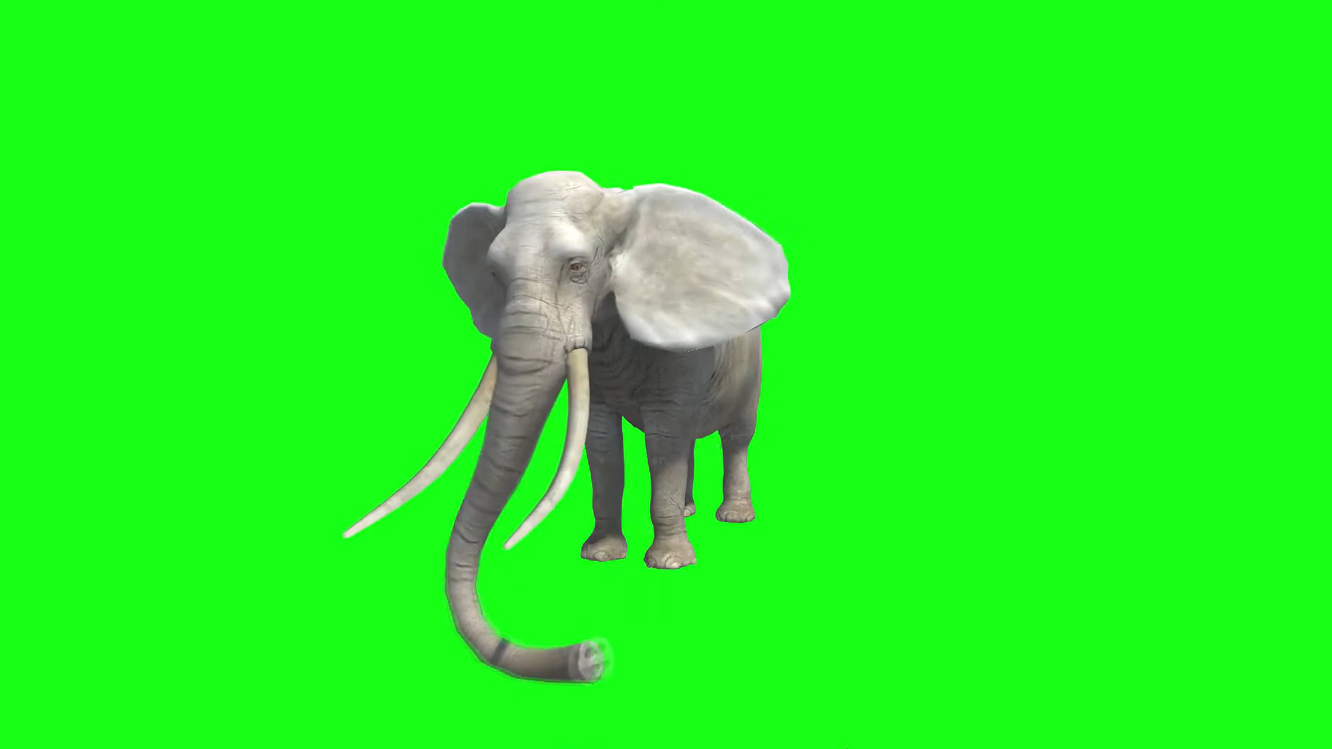 绿幕视频素材大象