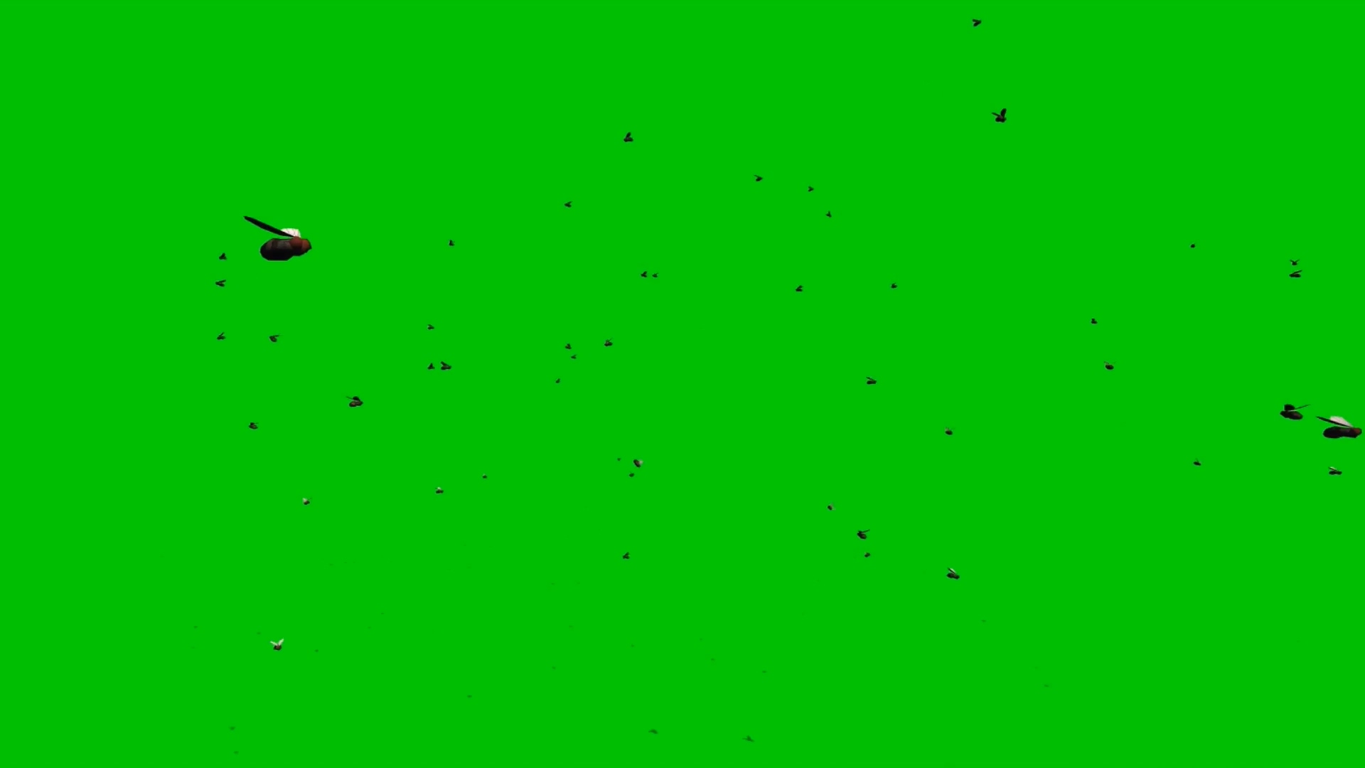 绿幕视频素材苍蝇