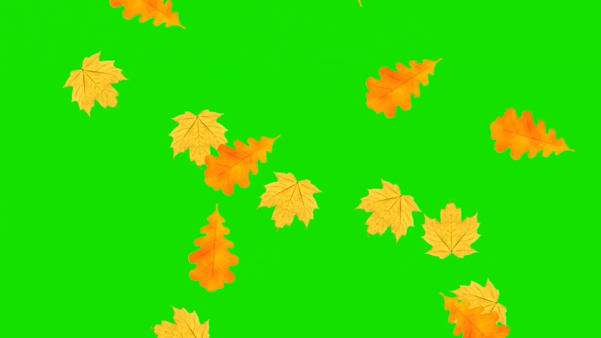 绿幕视频素材枫叶