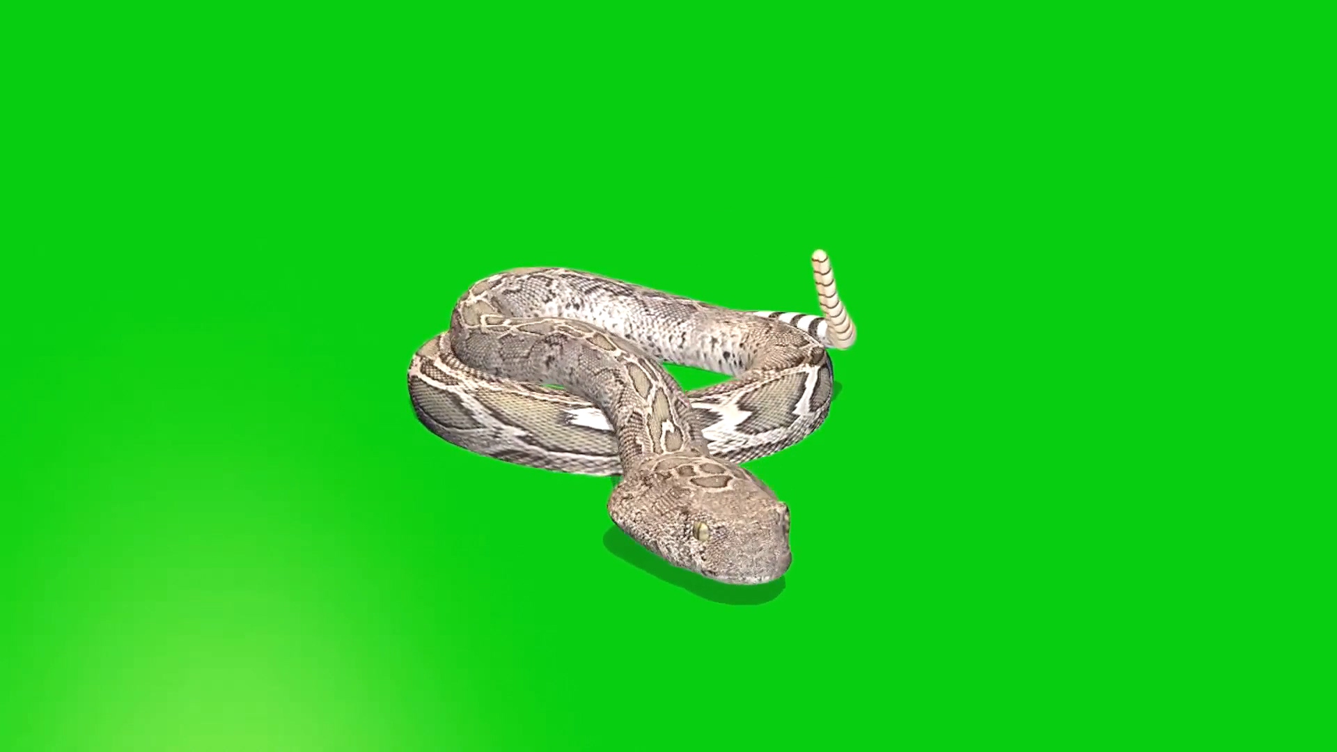 绿幕视频素材响尾蛇