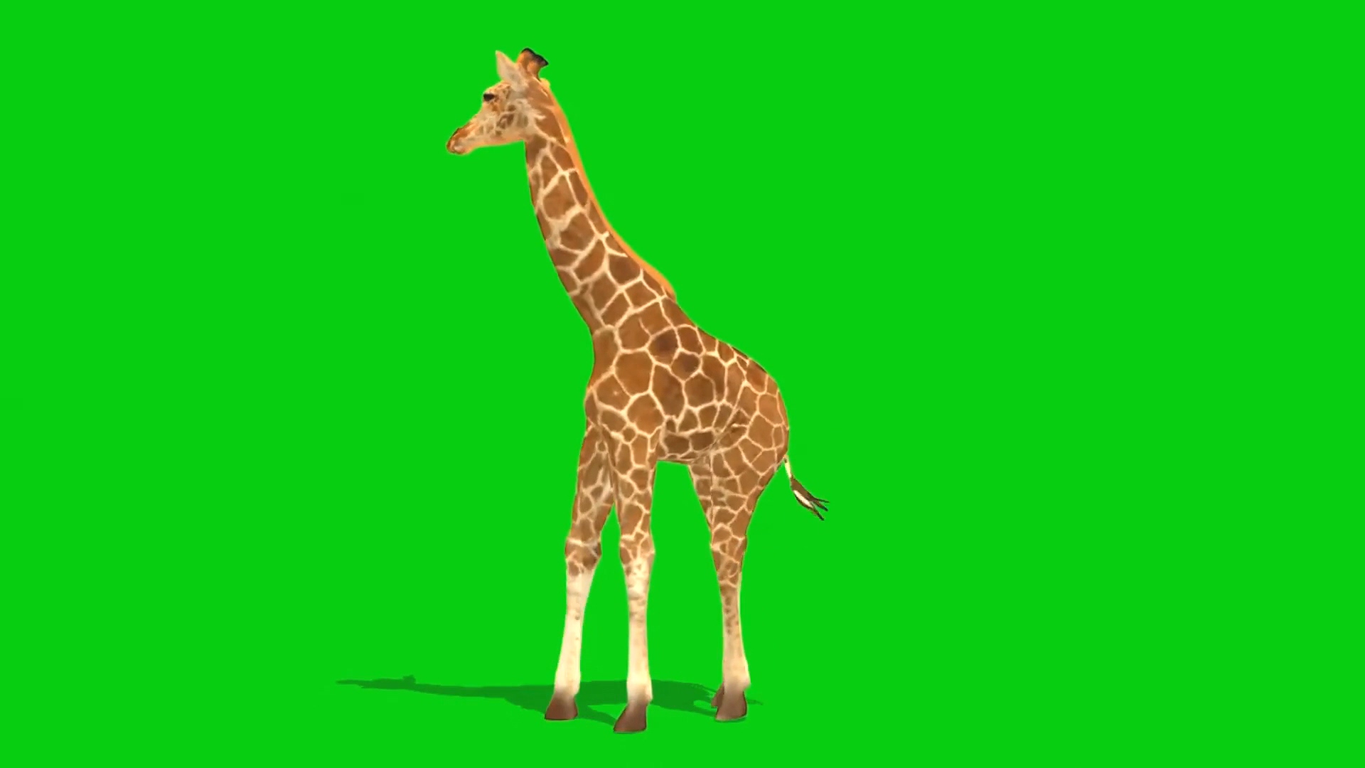 绿幕视频素材长颈鹿