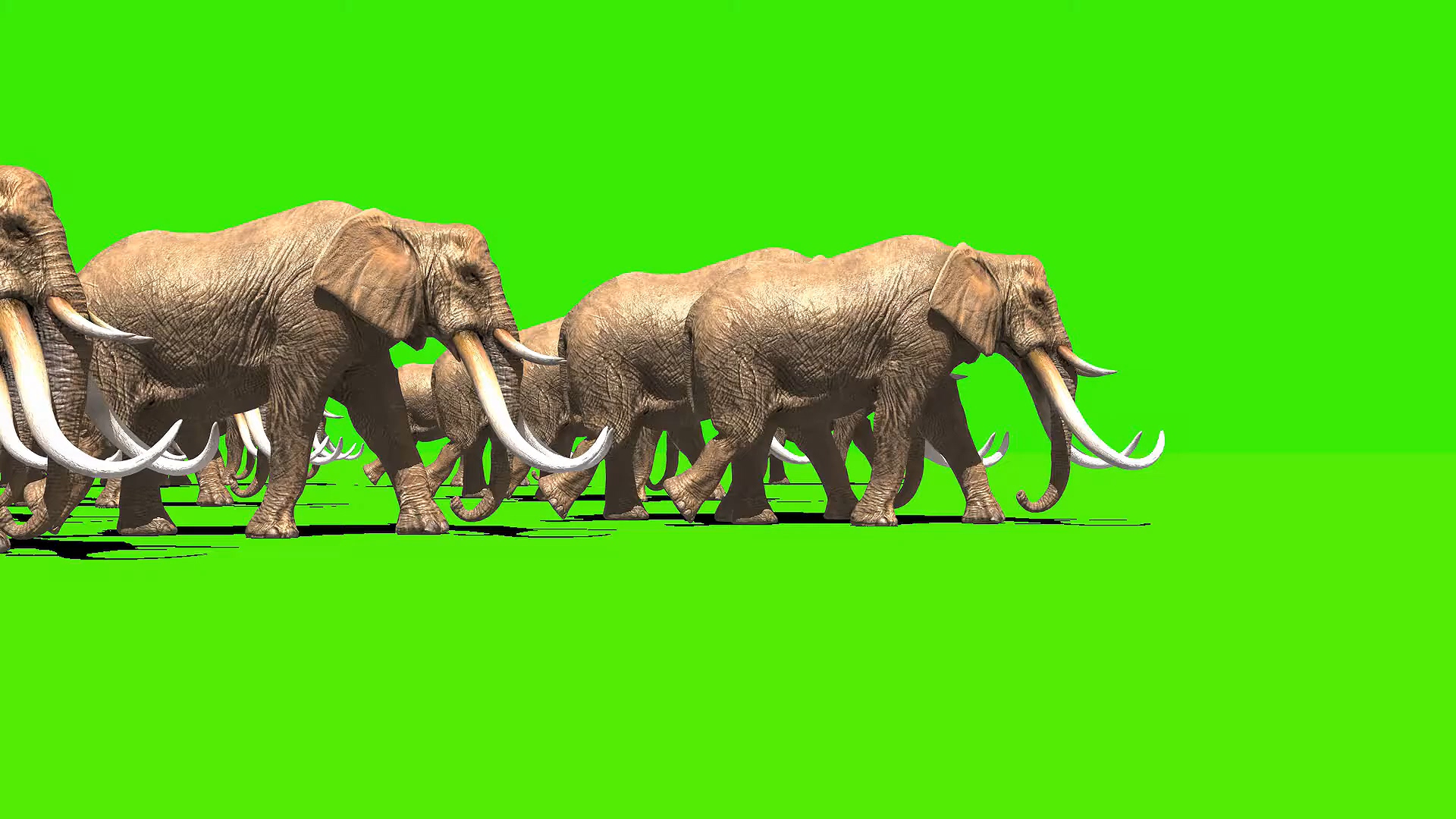 绿幕视频素材大象群