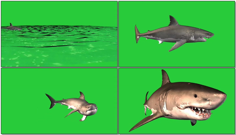绿幕视频素材鲨鱼