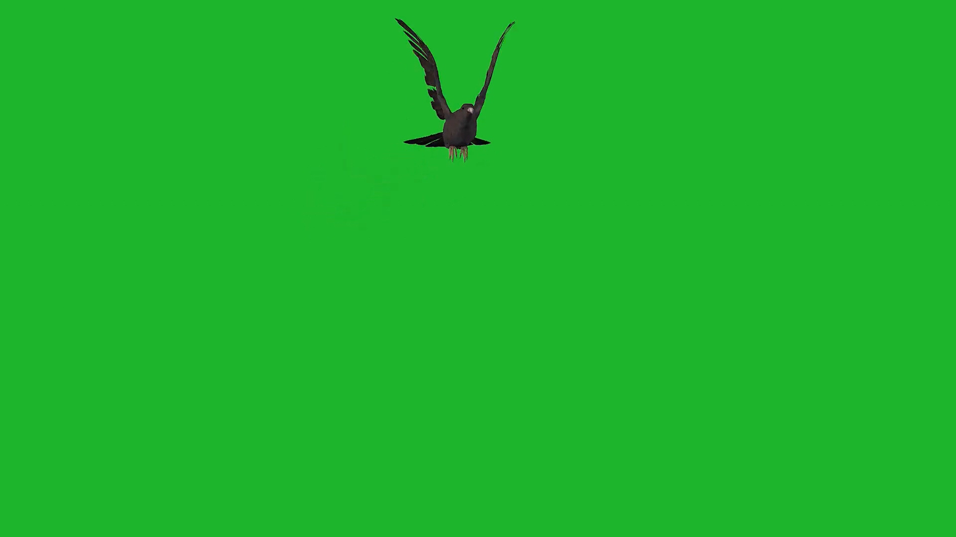 绿幕视频素材乌鸦